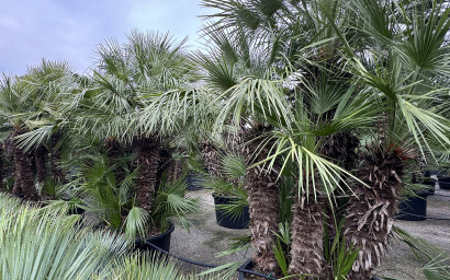 chamaerops humilis